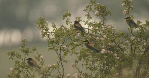 European Bee-Eater - Merops Apiaster On A Branch,  Close Up Image Stock Footage 240828894
