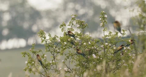 European Bee-Eater - Merops Apiaster On A Branch, in the summer forest Stock Footage 240828977