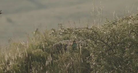 European Bee-Eater - Merops Apiaster On A Branch Stock Footage 240829028