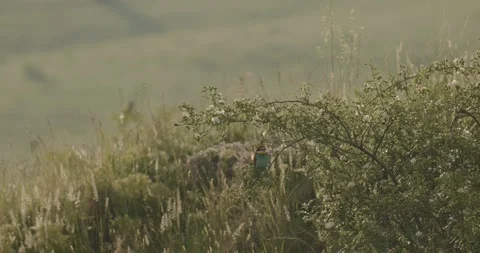 European Bee-Eater - Merops Apiaster On A Branch, Slow Motion Stock Footage 240829865