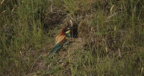 European Bee-Eater Merops Apiaster At Nest, Slow Motion Stock Footage 240831815