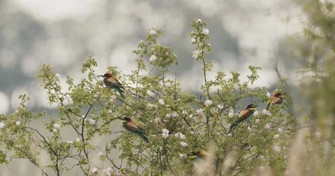 European Bee-Eater - Merops Apiaster On A Branch Stock Footage 240831839