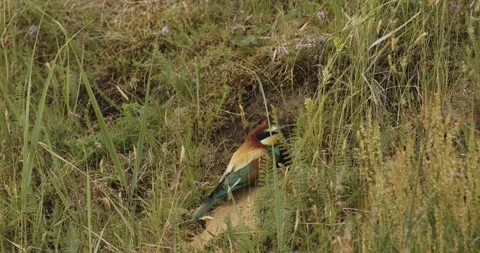 European Bee-Eater Merops Apiaster At Nest, Slow Motion Stock Footage 240833005
