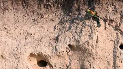 European bee eater Merops apiaster. In the wild Stock-Footage 242453875