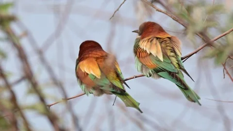 European bee eater Merops apiaster. In the wild Stock Footage 242983823