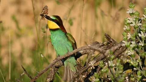 European bee eater Merops apiaster. In the wild Stock Footage 244117478