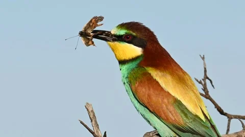 European bee eater Merops apiaster. In the wild Stock-Footage 244633915