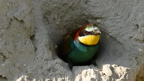 European bee eater Merops apiaster in the wild Stock-Footage 245665031