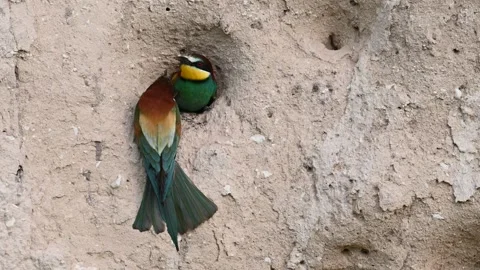 European bee eater Merops apiaster in the wild Stock-Footage 245666042
