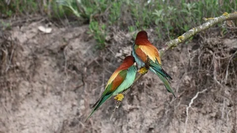 European bee eater Merops apiaster. In the wild Vídeo Stock 245666054