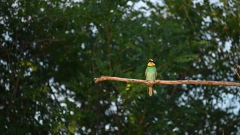European bee eater Merops apiaster. In the wild Stock-Footage 247315938