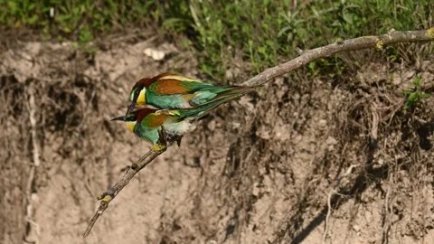European bee eater Merops apiaster. In the wild Stock Footage 248393522