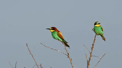 European bee eater Merops apiaster. In the wild. Slow motion Stock-Footage 248953713