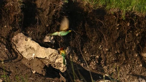 European bee eater Merops apiaster. In the wild Stock-Footage 250043752