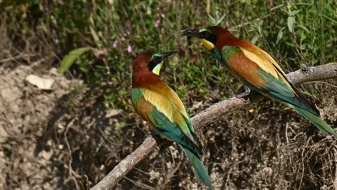 European bee eater Merops apiaster. In the wild Stock-Footage 250486640