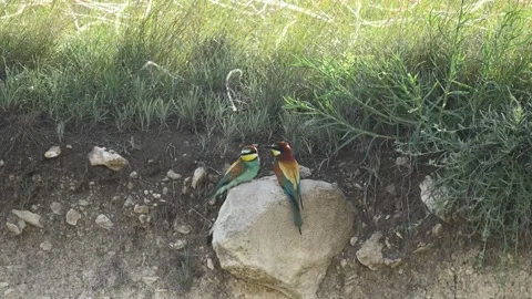 European bee eater Merops Apiaster in the wild Stock-Footage 251524275