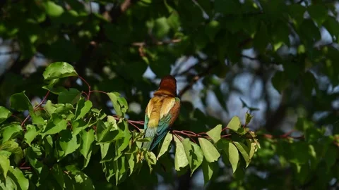 European bee-eater Merops Apiaster in the wild Stock-Footage 251525267