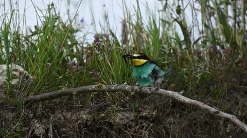 European bee eater Merops apiaster. In the wild Stock-Footage 251525854
