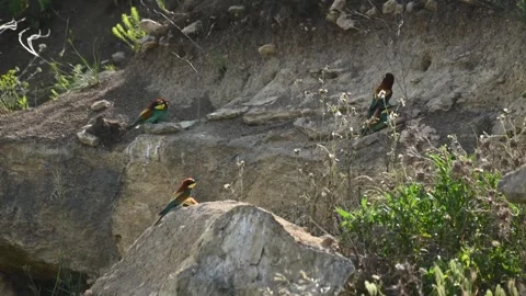 European bee eater Merops apiaster. In the wild Stock-Footage 252043079
