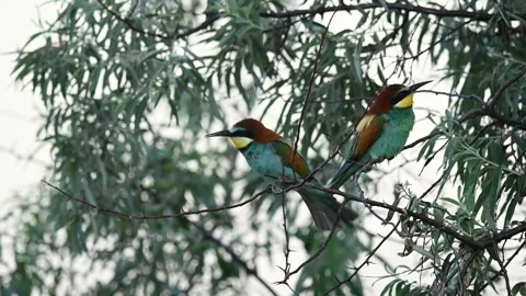 European bee eater Merops apiaster. In the wild Stock-Footage 253179721