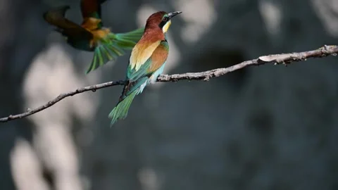 European bee eater Merops apiaster. In the wild Video stock 256608064