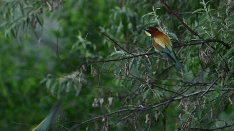 European bee eater Merops apiaster. In the wild Stock-Footage 259903534