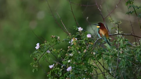European bee eater Merops apiaster. In the wild Stock-Footage 262987925