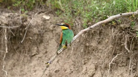 European bee eater Merops apiaster. In the wild Stock-Footage 267723158