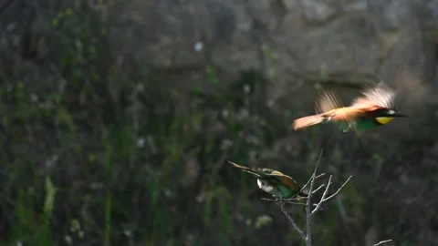European bee eater Merops apiaster. In the wild Stock-Footage 270597223