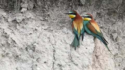 European bee eater Merops apiaster. In the wild Stock-Footage 274100459