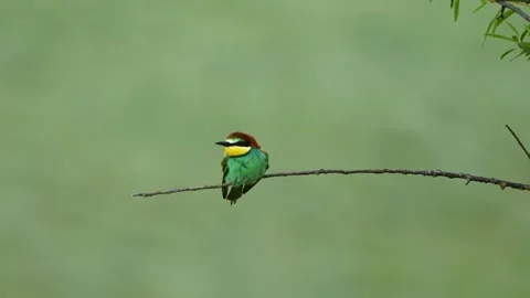 European bee eater Merops apiaster. In the wild Video stock 275818868