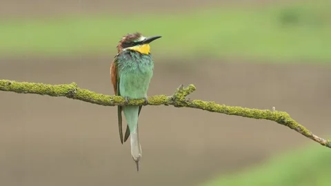 European bee-eater Merops apiaster bird songbird wildlife nature beautiful Stock Footage 277418337