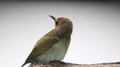 European bee-eater Merops Apiaster fly away. 스톡 동영상 280964652