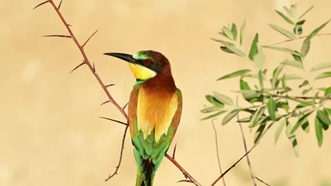 European bee eater Merops apiaster. In the wild Stock-Footage 282060496