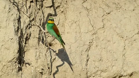 European bee eater Merops apiaster. In the wild Stock-Footage 287772247