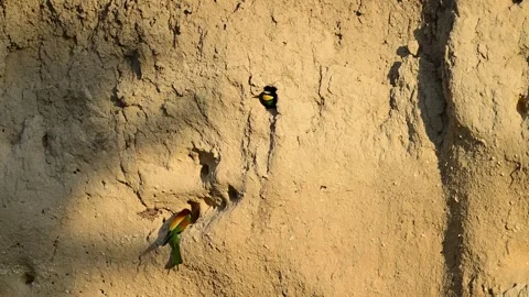 European Bee-Eater Merops apiaster in the quarry birds digging burrows  Stock-Footage 290968372