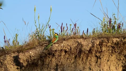 European Bee-eater Merops apiaster Perched  Video stock 293962887