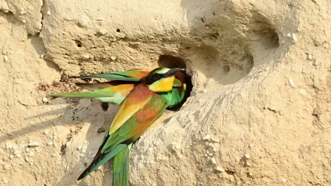 European bee eater Merops apiaster. In the wild Stock-Footage 297896648