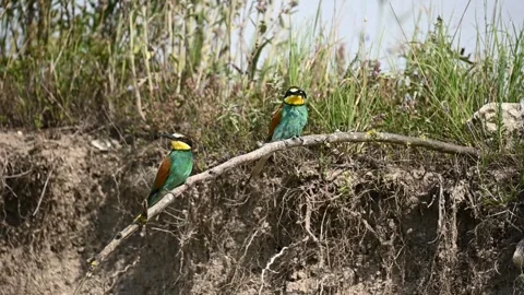 European bee eater Merops apiaster. In the wild Stock-Footage 302211873