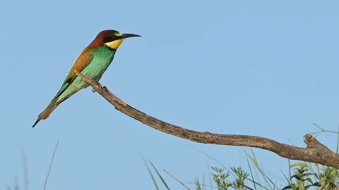 European bee eater Merops apiaster. In the wild. Slow motion Stock-Footage 311025123