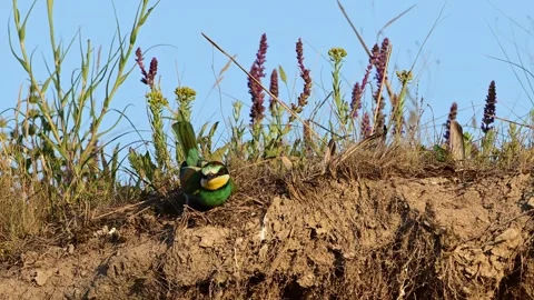 European Bee-eater Merops apiaster Perched on a Cliff Attacked by Another Bee-ea Stock-Footage 313244124