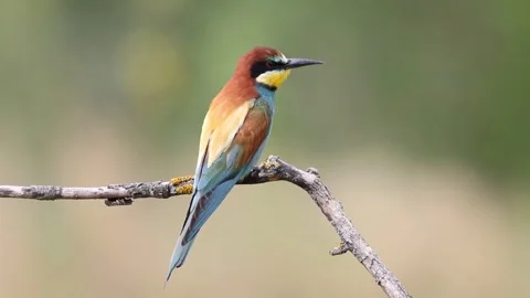 European bee-eater, merops apiaster. A bird sits on a branch, beautiful sof.. Stock Footage 324736628