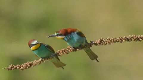 European bee-eater (Merops apiaster) on a branch during breeding period in .. Stock Footage 325578935