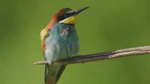 European bee-eater (Merops apiaster) on a branch during breeding period in .. Stock Footage 325578973