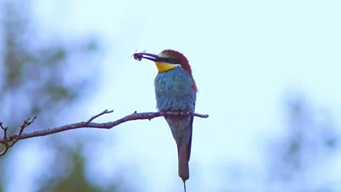 European Bee-eater (Merops apiaster) Calling with Nuptial Gift on Tree Branch at Stock Footage 329626303