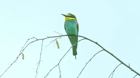 European Bee-eater (Merops apiaster) Calling with Nuptial Gift on Tree Branch at Stock Footage 329626509