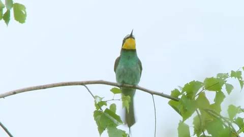 European Bee-eater (Merops apiaster) Calling with Nuptial Gift on Tree Branch at Stock Footage 329626654