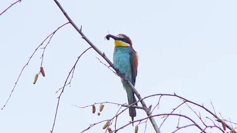 European Bee-eater (Merops apiaster) Calling with Nuptial Gift on Tree Branch at Stock Footage 329626664