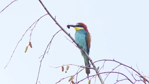 European Bee-eater (Merops apiaster) Calling with Nuptial Gift on Tree Branch at Stock Footage 329626708