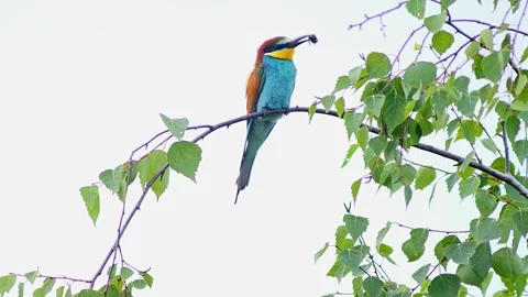 European Bee-eater (Merops apiaster) Calling with Nuptial Gift on Tree Branch at Stock Footage 329626807